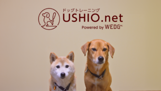 USHIO.net ドッグトレーニング